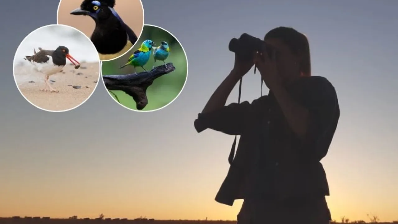 Yo te conozco pajarito y sino esta app seguro que sí (gran propuesta de Aves Argentinas y Globant)
